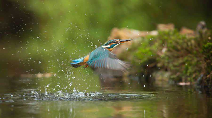 A bird flys from the water